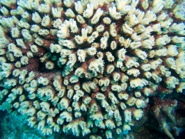 Flower Coral IMG 5735
